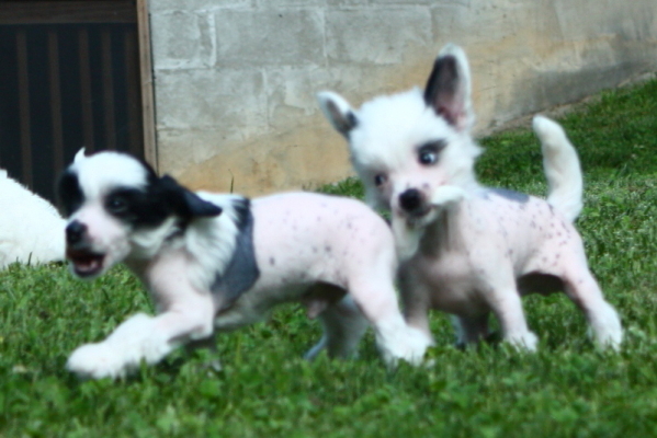 Chinese Crested Puppy Pictures