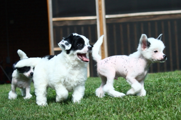Chinese Crested Puppy Pictures