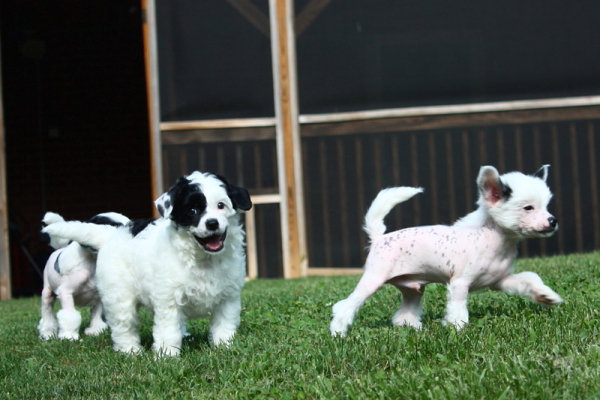Chinese Crested Puppy Pictures