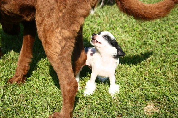 Chinese Crested Puppy Pictures