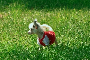 Chinese Crested Picture
