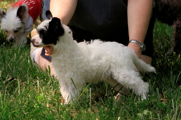 powderpuff chinese crested for sale