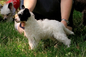 Chinese Crested Picture
