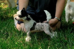Chinese Crested Picture