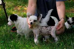 Chinese Crested Picture