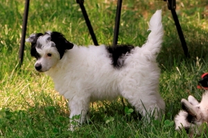 Chinese Crested Picture