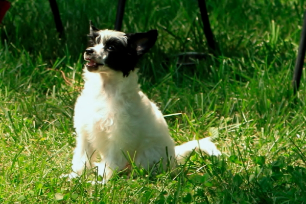 powderpuff chinese crested for sale