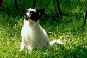 Chinese Crested Picture