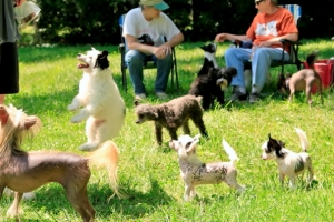 Chinese Crested Picture