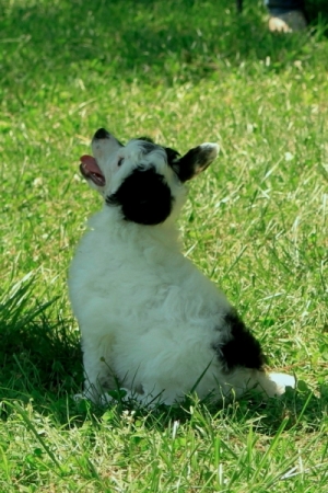 Chinese Crested Puppies for sale