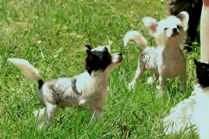 Chinese Crested Image