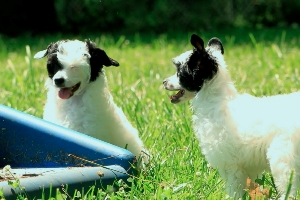 Chinese Crested Image