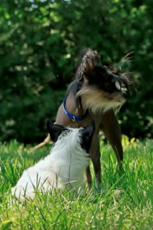 Chinese Crested Image