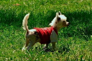 Chinese Crested Hairless