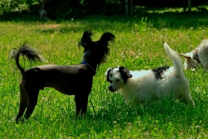 Chinese Cresteds Having Fun