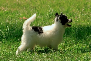 Powderpuff Chinese Crested for sale