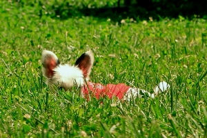 Chinese Crested Hairless