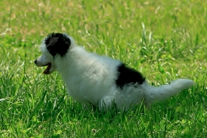 Powderpuff Chinese Crested for sale