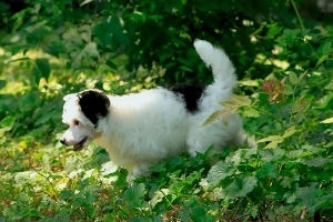 Powderpuff Chinese Crested for sale