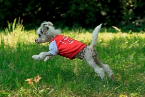 Hairless Chinese Crested Puppy