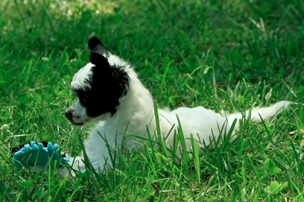 powderpuff chinese crested for sale