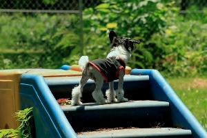 Hairless Chinese Crested Sold
