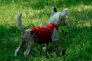 Hairless Chinese Crested