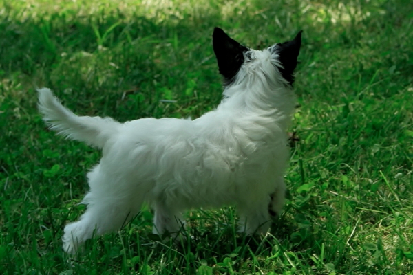 powderpuff chinese crested for sale