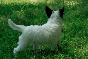 female puppy for sale