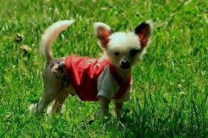 Picture of Hairless dog