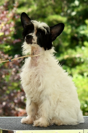 powderpuff chinese crested for sale