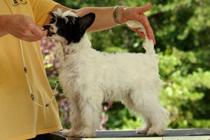 powderpuff chinese crested for sale