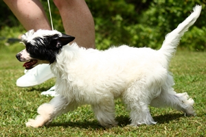 powderpuff chinese crested for saleg