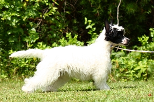 powder puff chinese crested for sale