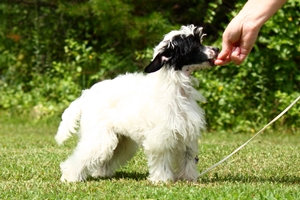 powderpuff chinese crested for sale