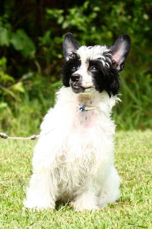 powder puff chinese crested for sale
