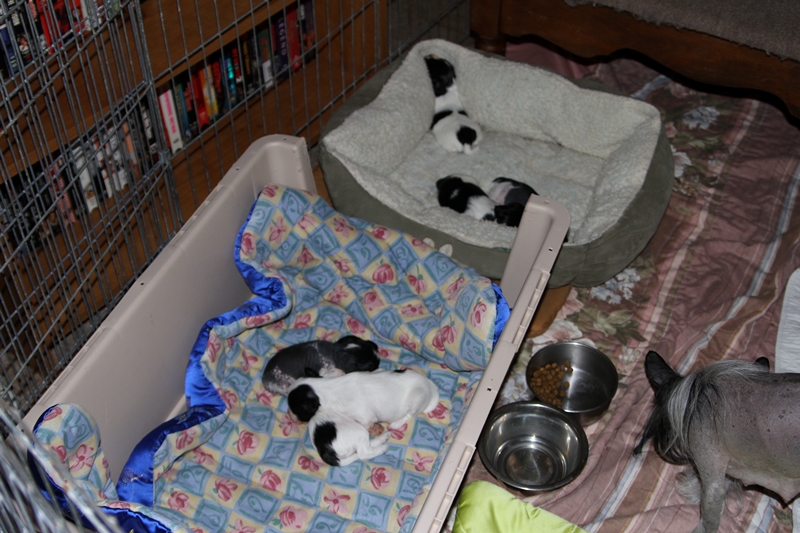 2013_04_05_SoonerPups_010L.jpg