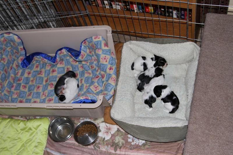 2013_04_05_SoonerPups_030L.jpg