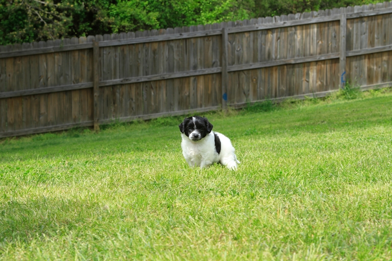 2013_04_21_SoonerPups_218S.jpg